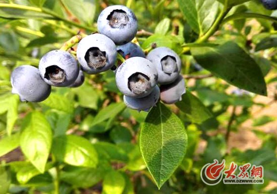 2�������ݮ����֦ͷ���紮����解����մ����� ����ǿ �㣩