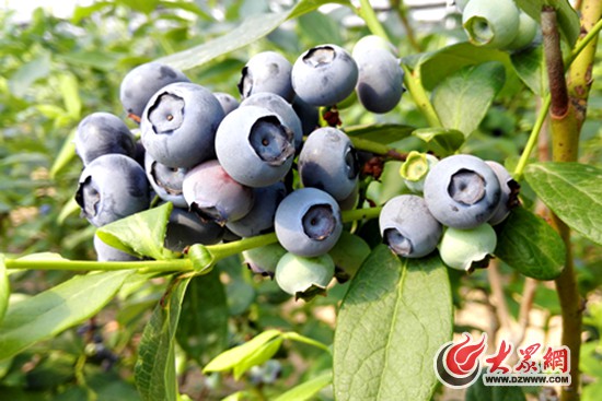 4�������ݮ����֦ͷ���紮����解����մ����� ����ǿ �㣩