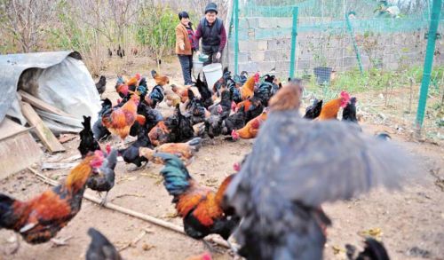 王付兰和儿子在喂鸡。齐鲁晚报记者刘涛摄