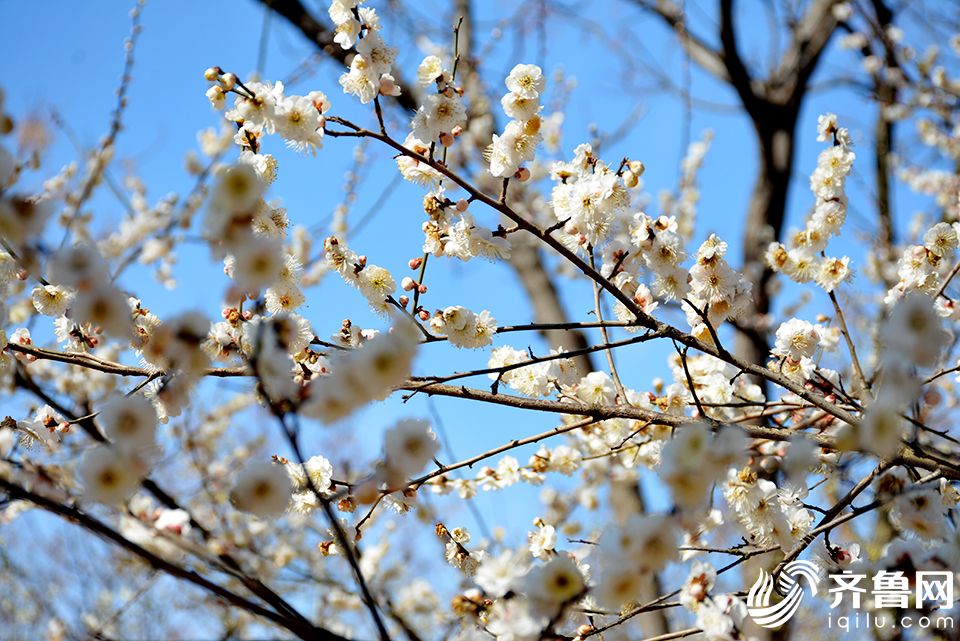 ������ֲ��԰÷��ʢ�� �����ڶ���Ӱ������