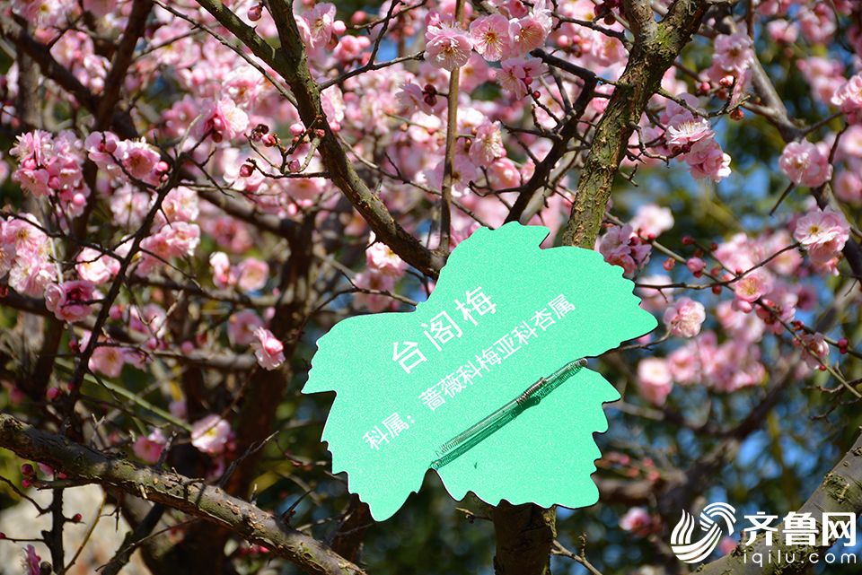 ������ֲ��԰÷��ʢ�� �����ڶ���Ӱ������