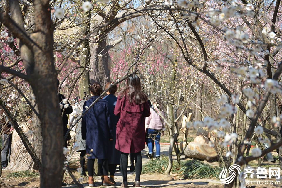 ������ֲ��԰÷��ʢ�� �����ڶ���Ӱ������