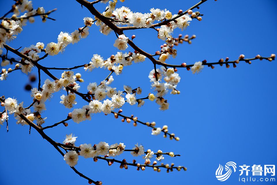 ������ֲ��԰÷��ʢ�� �����ڶ���Ӱ������