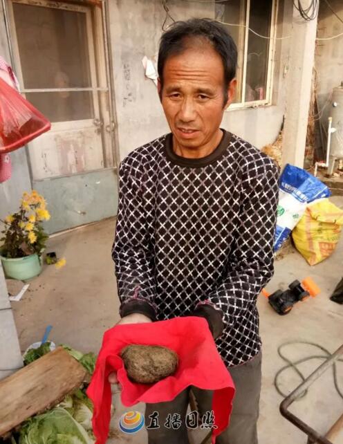 日照一农民杀猪疑获“猪宝” 想用来换套房